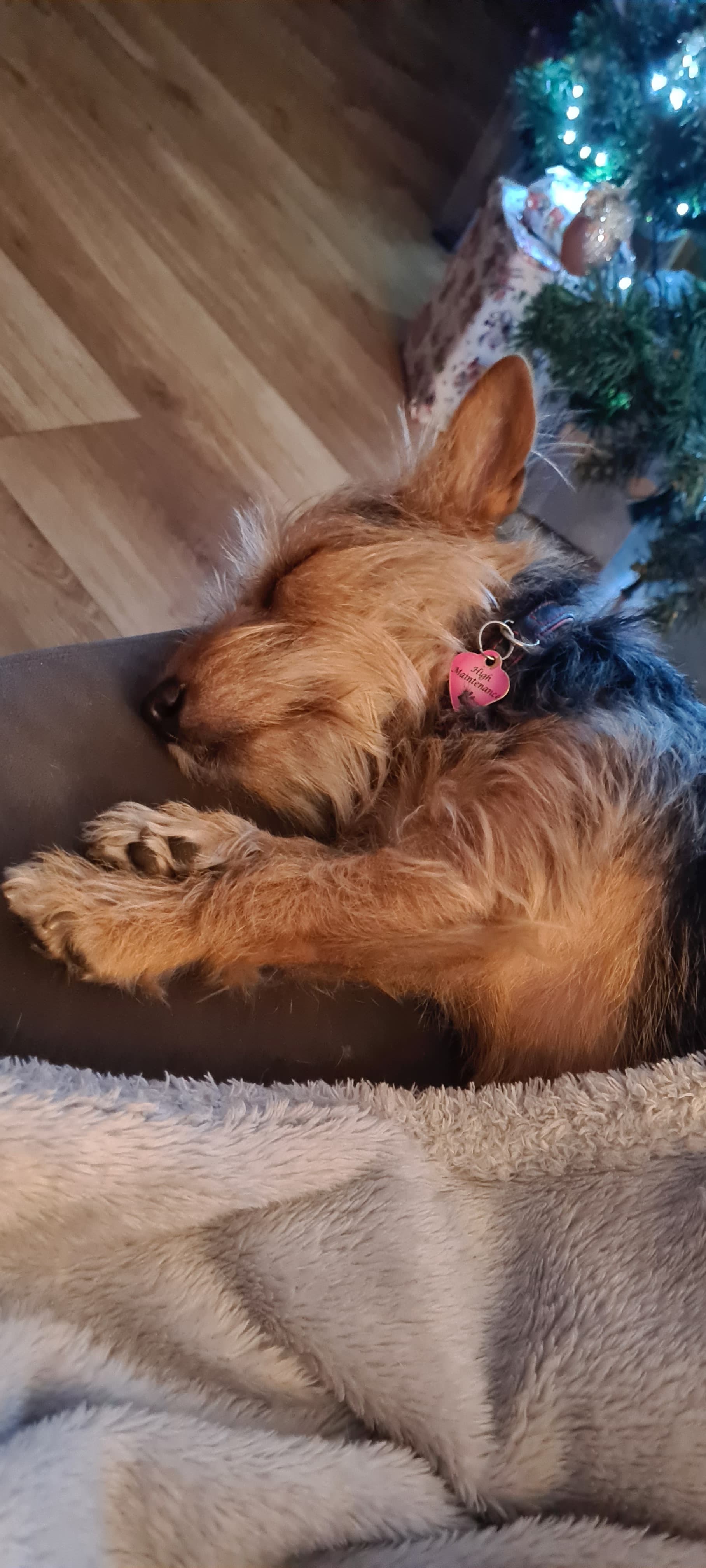 Small white terrier with grey speckles and a black-and-tan face, lying on a rug